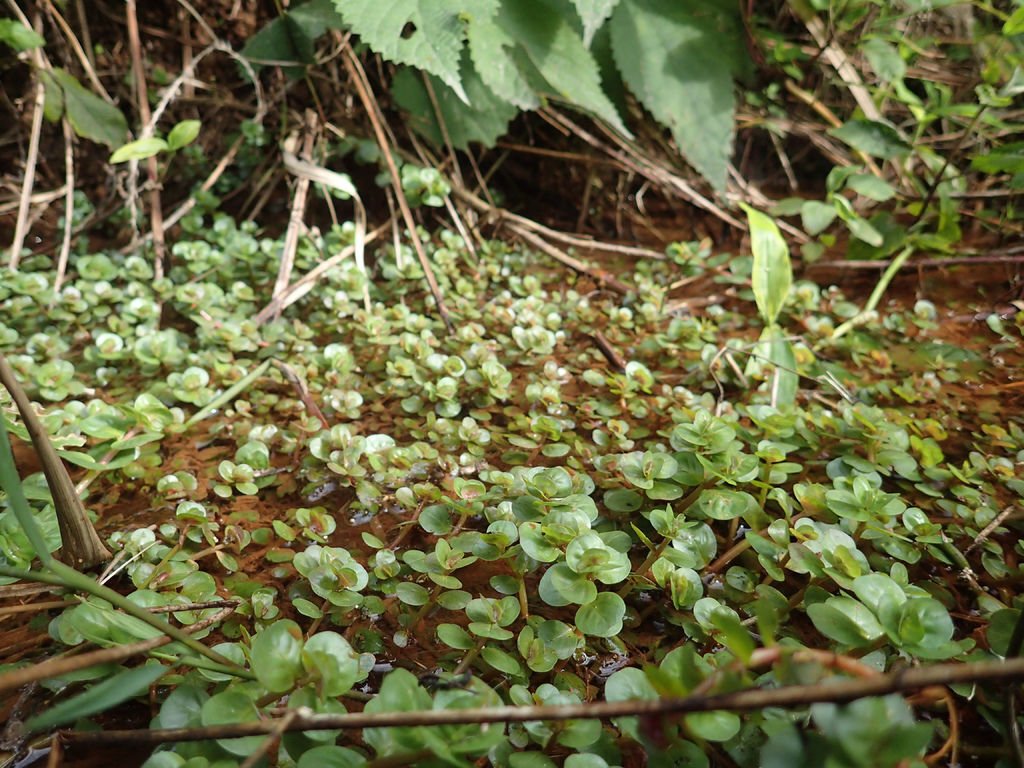 P1165743.JPG