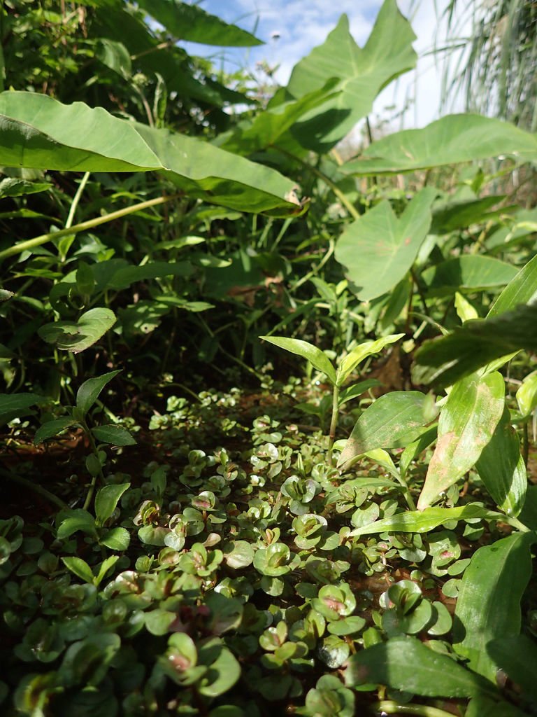 P1165736.JPG