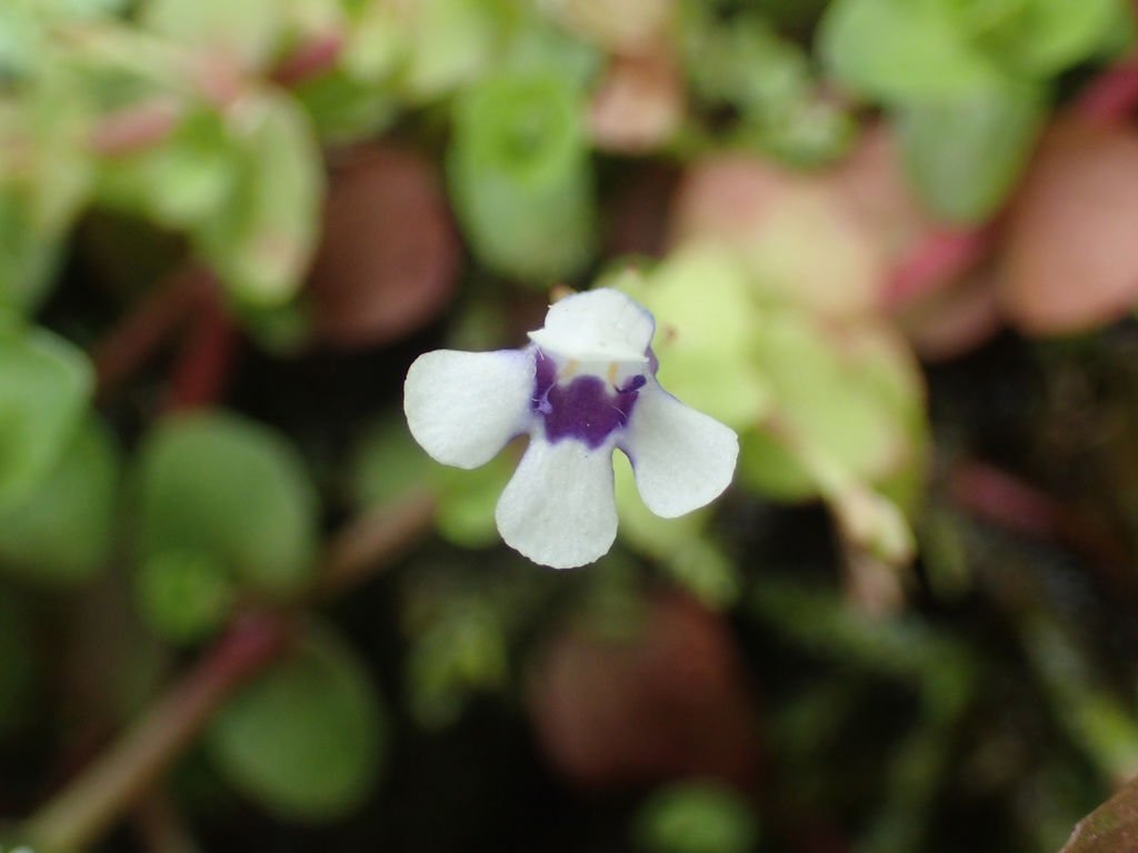 P1257405.JPG