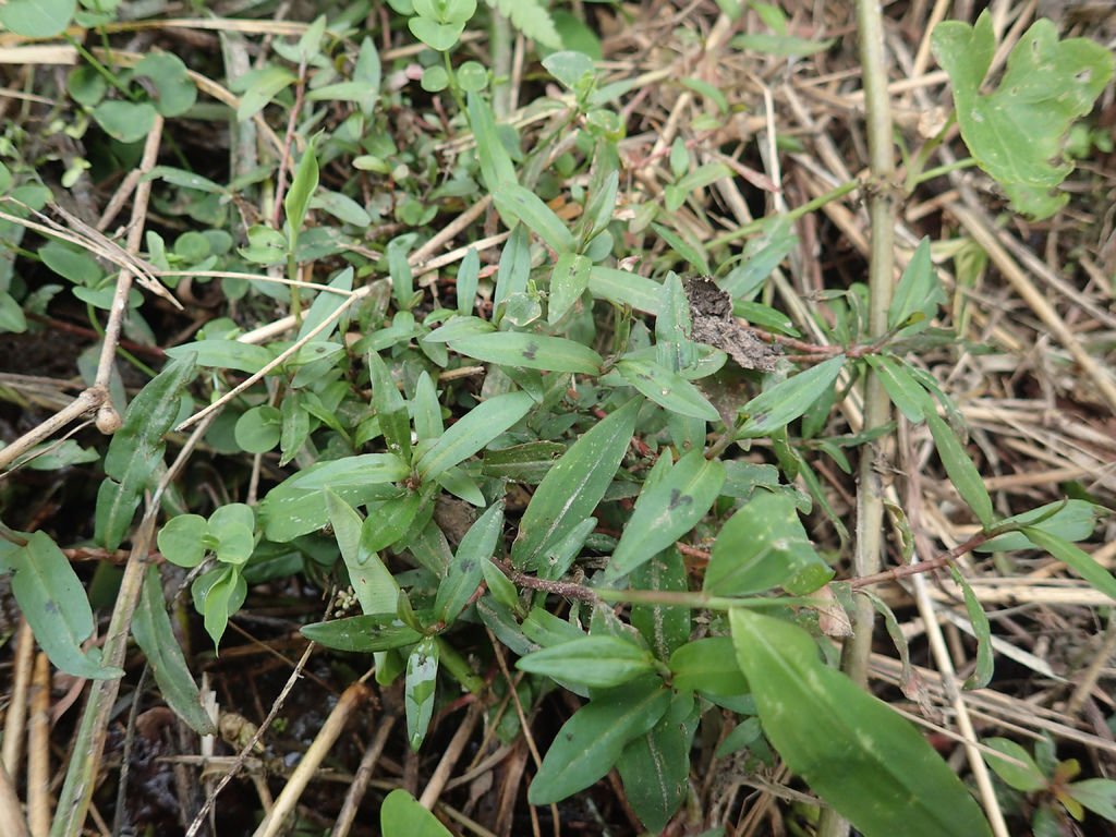P1257415.JPG