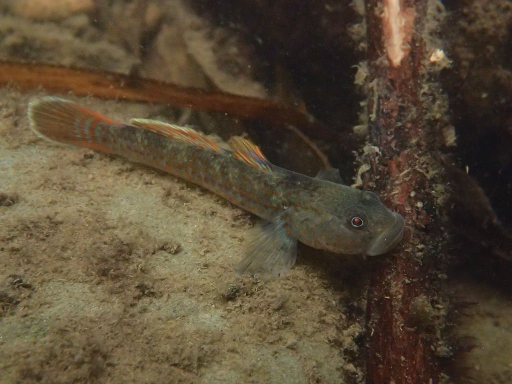 P4042011.JPG