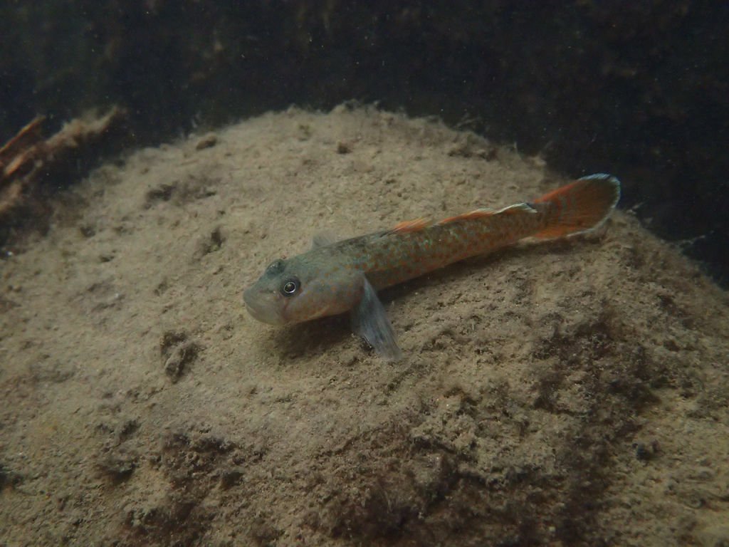 P4042020.JPG