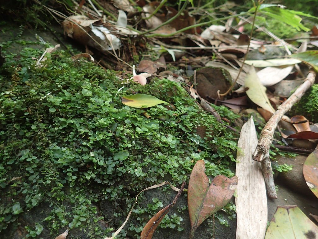 P4042097.JPG