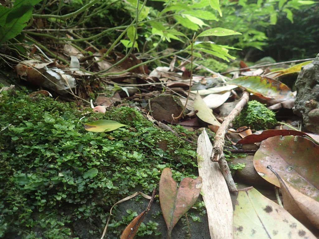 P4042101.JPG