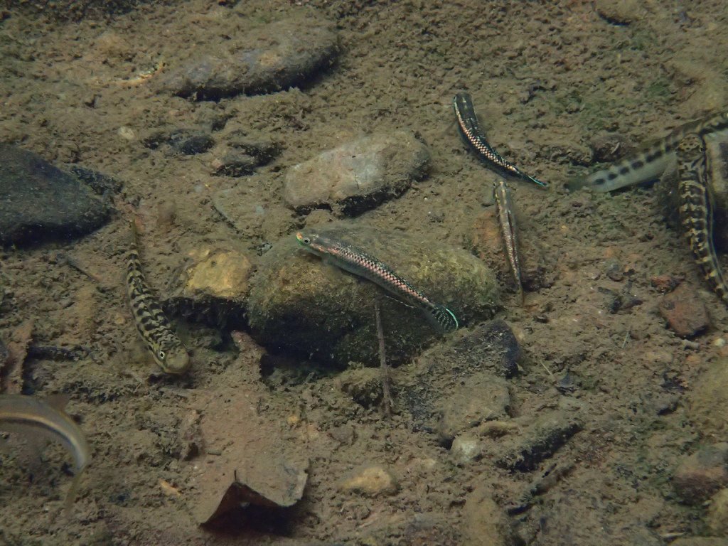 踏上解鎖夢幻目標魚種的成就
