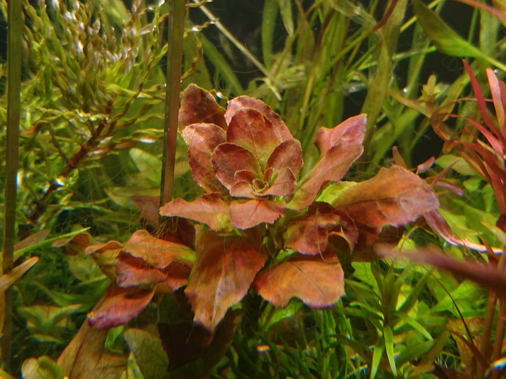 DSC_1932.JPG