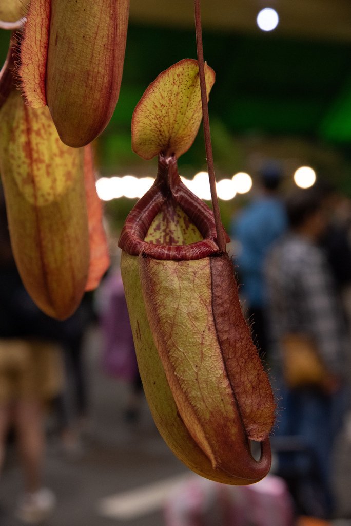 2019年建國花市食蟲植物展 Part.2
