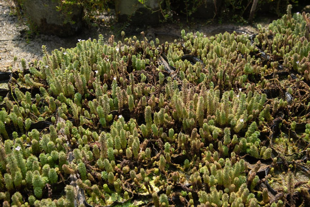 水生植物愛好者的天堂-蕙洋園