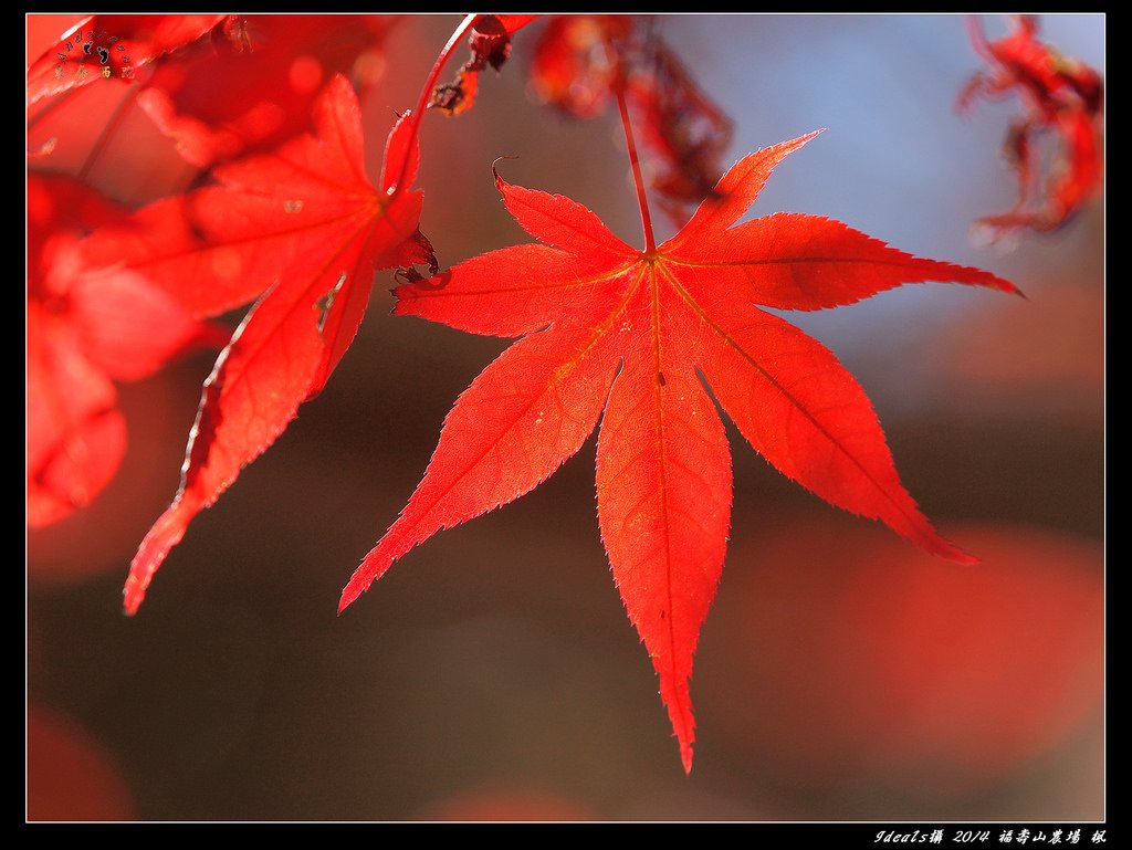 FB福壽山楓PB014598