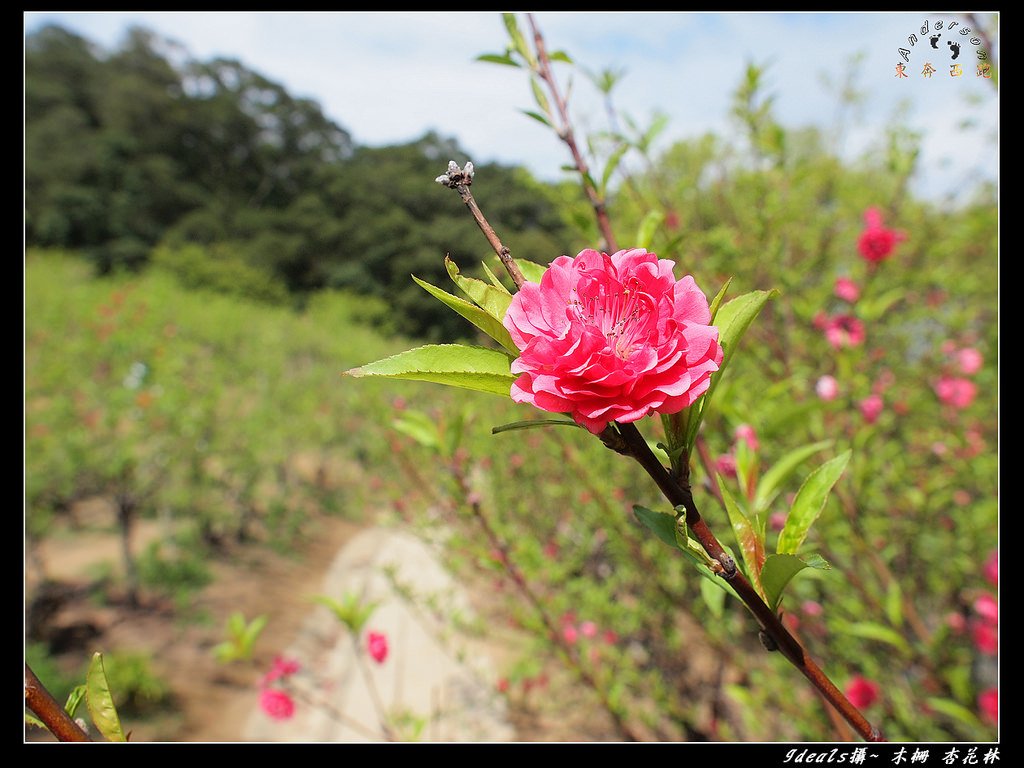 FB杏花林P2221600