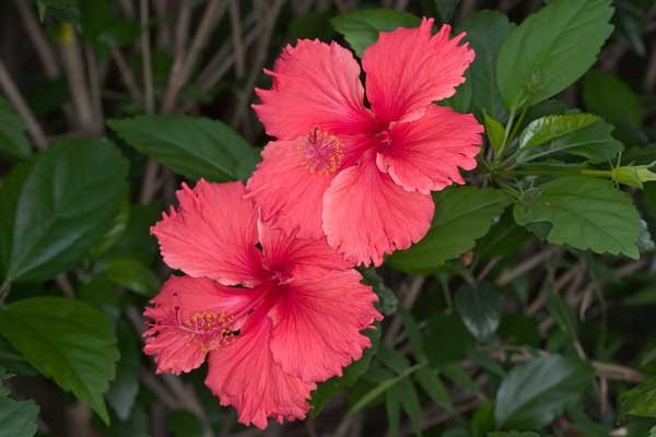 Hibiscus_rosa-sinensis_3722