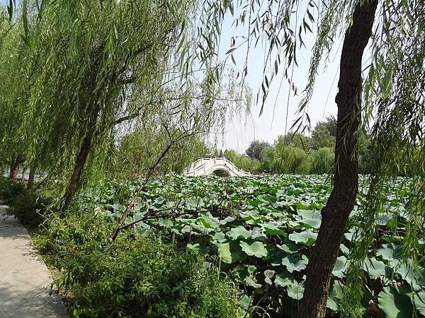 動物園內的荷花池