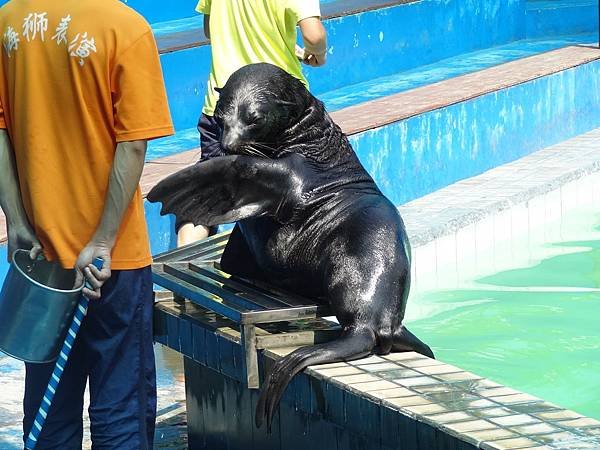 等著拍照的海獅