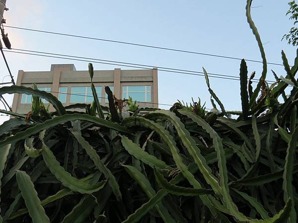 IMG_1049.jpg