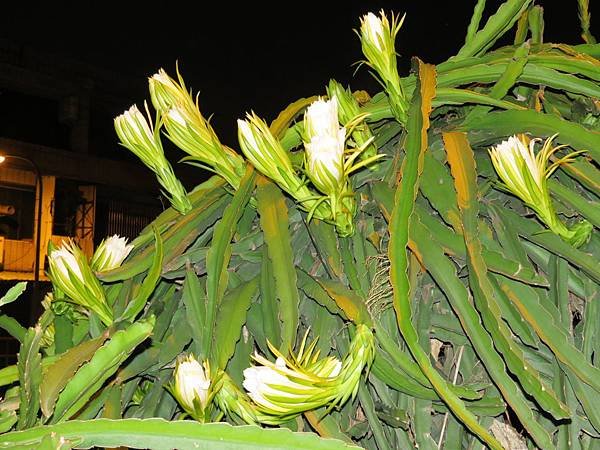 IMG_4817.JPG