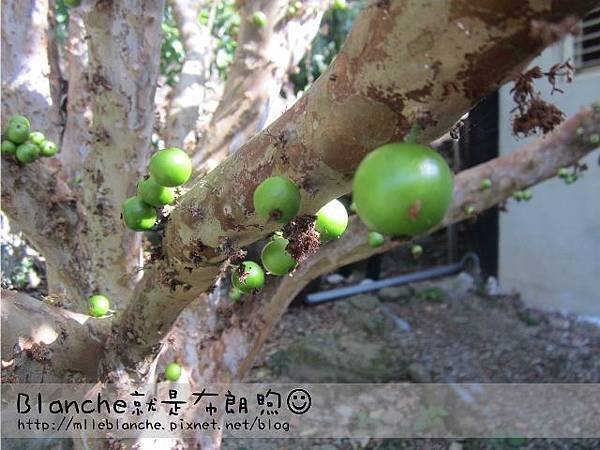 稻湘村 (6)