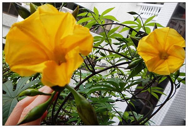 1105開花二朵