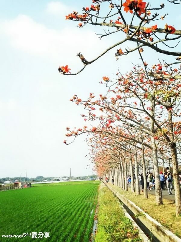 木棉花8.jpg