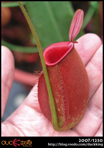 N.ampullaria -Cantley&apos;s Red- 蘋果豬籠草.jpg