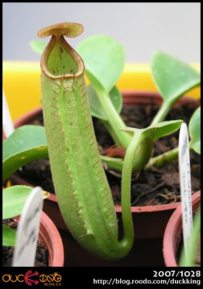 N. truncata 寶特瓶豬籠草.jpg