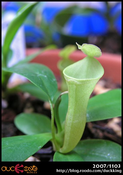 N. campanulata 風鈴豬籠草.jpg