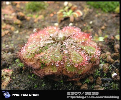 Drosera 花市毛氈苔.jpg