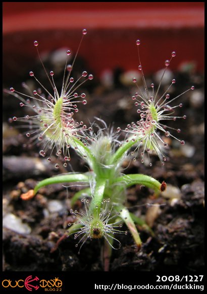 D. scorpioides 蠍子毛氈苔-2.jpg