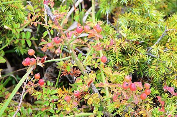 高山薔薇DSC_7151.JPG