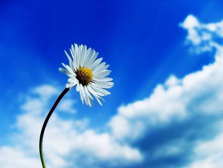 daisy-age