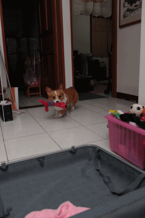 anigif.gif