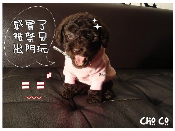 Cho co感冒囉
