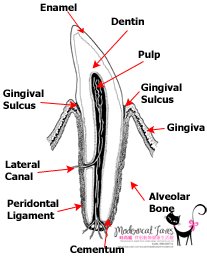 Tooth Anatomy.jpg