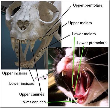 cat teeth.jpg