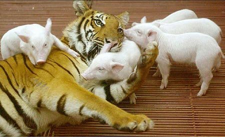 tiger &amp; pigs