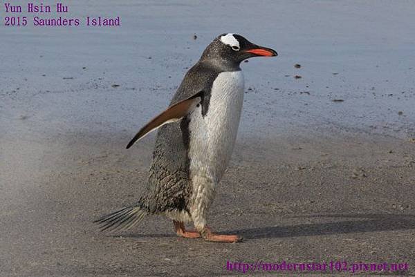 1041104Saunders Isaland894A1448 (640x427).jpg