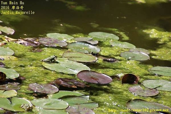 1050412Jardin Majorelle894A9891 (640x427).jpg