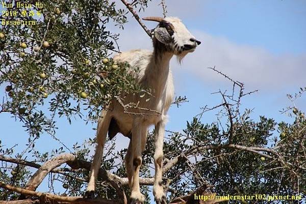 1050413Essaouira894A0147 (640x427).jpg