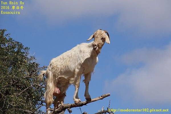 1050413Essaouira894A0159 (640x427).jpg
