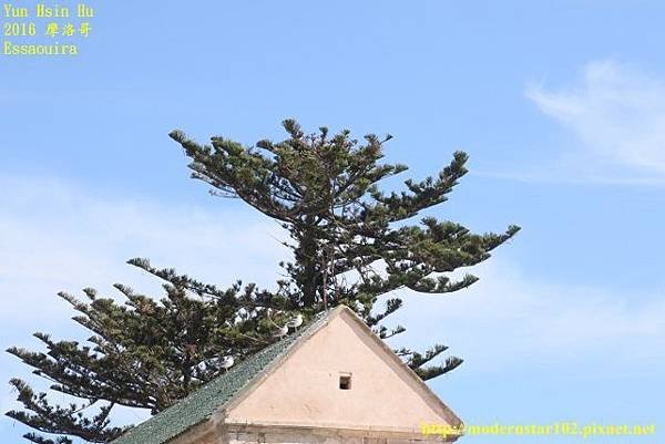 1050413Essaouira894A0361 (640x427).jpg
