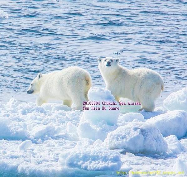 20160804Chukchi Sea polar bear894A9222-1 (640x605).jpg