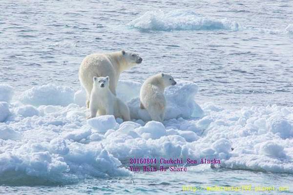 20160804Chukchi Sea polar bear894A9173-1 (640x427).jpg