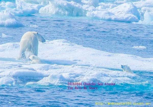 20160804Chukchi Sea polar bear894A9289-1 (640x450).jpg