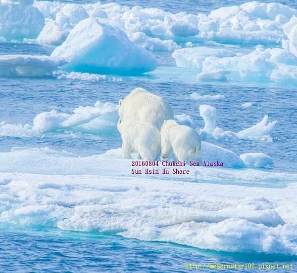 20160804Chukchi Sea polar bear894A9333-1 (640x589).jpg