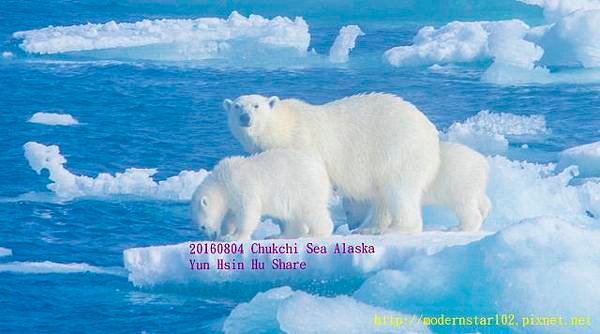 20160804Chukchi Sea polar bear2894A0068-1 (640x356).jpg