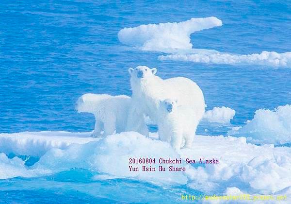 20160804Chukchi Sea polar bear894A9994-1 (640x447).jpg