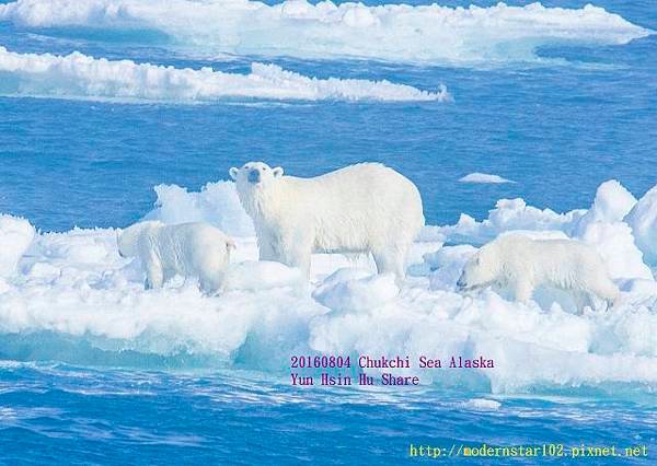 20160804Chukchi Sea polar bear894A9786-1 (640x454).jpg