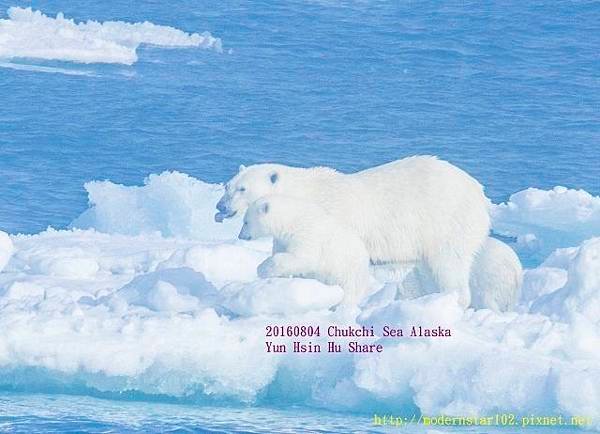 20160804Chukchi Sea polar bear894A9818-1 (640x462).jpg