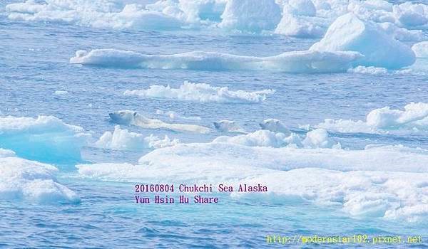 20160804Chukchi Sea polar bear3894A9351-1 (640x373).jpg