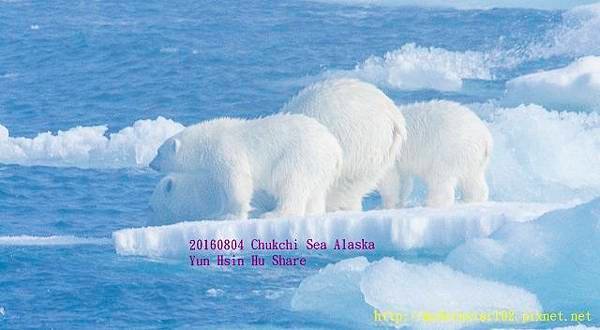 20160804Chukchi Sea polar bear2894A0088-1 (640x352).jpg