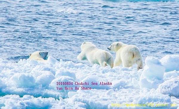 20160804Chukchi Sea polar bear3894A9227-1 (640x389).jpg